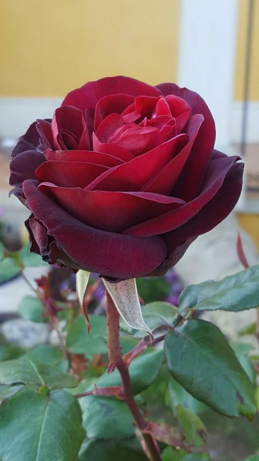 Le Rose Di Modica Villa Kültér fotó